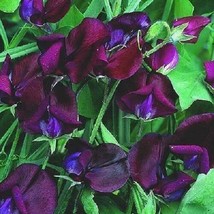 10 Black Knight Sweet Pea Lathyrus Odoratus Vine Flower Seeds Fresh Seeds Garden - £12.24 GBP