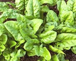 1 Oz Bloomsdale Spinach Seed Organic Spring Fall Vegetable Garden Container - £12.85 GBP