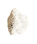 Fossilized Coral Piece Maine Coast Nautical Collectibles Atlantic Sea Se... - €21,60 EUR