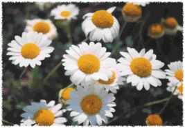 SHIPPED FROM US 1000 Roman Chamomile Chamaemelum Nobile Herb Flower Seed, LC03 - £12.02 GBP
