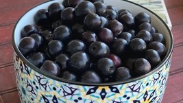 Fresh 10 Sand Cherry Seeds for Garden - €6,88 EUR