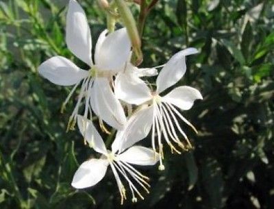 Gaura lindheimeri flowers 10 fresh seeds - Sow in Spring or Fall