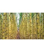Sugar Cane, 100 Seeds D - $14.35