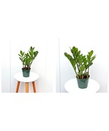 4” pot ZZ plant, Zamioculcas Zamiifolia, Housewarming gift LIVE HOUSEPLANT - £40.11 GBP