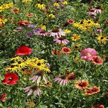 Midwestern Wildflower Seeds Mix 19 Species Flowers Fresh Fast Shipping - $3.78