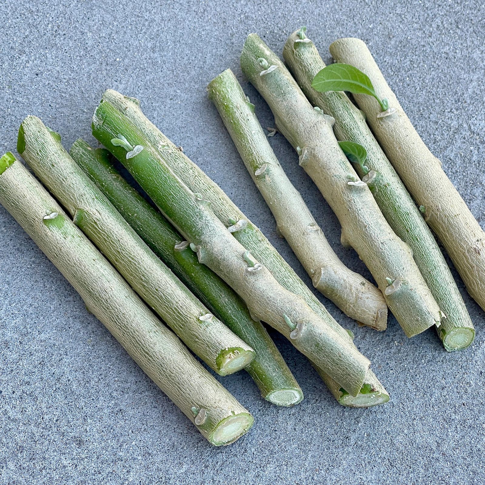 Item image 9