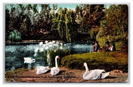 Swans at Eastlake Park Los Angeles California CA DB Postcard T1 - £3.05 GBP