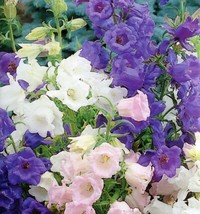 US Seller Campanula Cup &amp; Saucer Mix Elegant Cottage Favorite New Fresh Seeds - $19.96