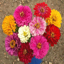 Zinnia California Giant Dahlia Flower Bulk 500 Seeds Fresh USA Fast Shipping - $11.50