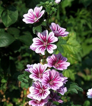 Zebra Mallow 100 Seeds White W/Purple Zebra Striped Flowers Malva Sylves... - £6.64 GBP