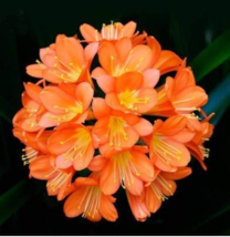 1PCS Medium Flower Real Bowl clivia pots Blooming Plants Happy Farm HMJ1... - $7.89