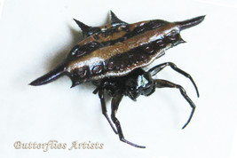  Real Blunt-spined Kite Spider Gasteracantha Sturi Framed Entomology Sha... - $52.99