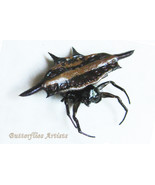  Real Blunt-spined Kite Spider Gasteracantha Sturi Framed Entomology Sha... - £42.22 GBP