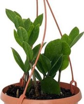 SL Plant Zamioculca Zamiifolia 25 Seeds Hanging Baket Seeds Easy To Seasons - $5.52