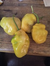 Jumbo Yellow Rocoto Manzano seeds 24 free shipping - £3.11 GBP