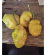 Jumbo Yellow Rocoto Manzano seeds 24 free shipping - $5.36 CAD