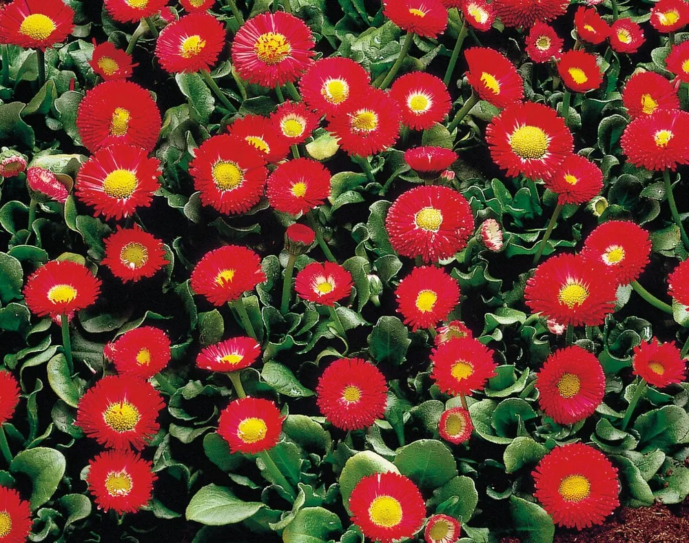 G_S Bellis Seeds Bellis Galaxy Red 50 Pelleted Seeds Perennial Seeds - $16.29