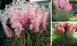 Pink Cortaderia Selloana Ornamental Plants Seeds 300 Pcs Seeds - £17.29 GBP