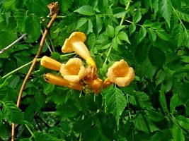 Fast Ship USA Seller 30 Yellow Flowered Trumpet Vine Seeds Campsis Radicans Flav - £9.18 GBP