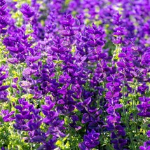 50 Blue Monday Clary Sage Salvia Viridis Horminum Herb Flower Seeds Fast Ship Fr - $14.45