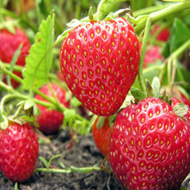Montery Everbearing 25 Live Strawberry Plants, NON GMO, - £25.13 GBP