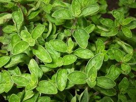 Grow In US 2000 Seeds Greek True Oregano Medicinal Perennial Herb Origanum Hirtu - £6.91 GBP