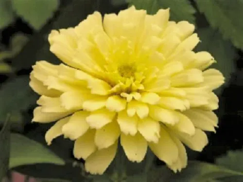 250 Isabellina Zinnia Elegans Pastel Light Yellow Double Heirloom Flower Seeds F - £7.16 GBP