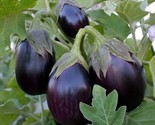 100 Black Beauty Eggplant Seeds Fast Shipping - $8.99