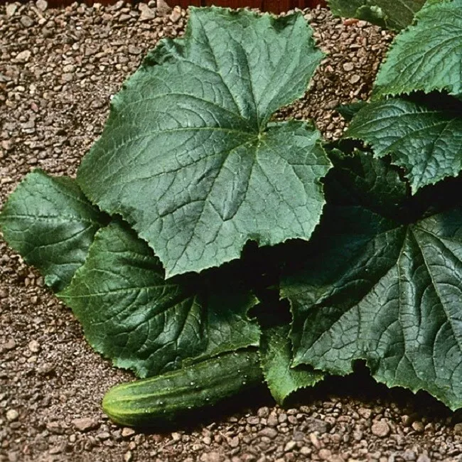 50 Bush Pickle Hybrid Cucumber Seeds - £12.53 GBP