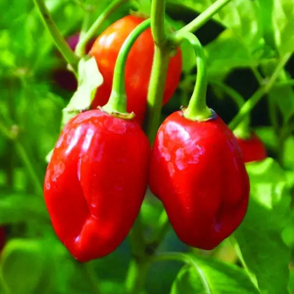 50 Caribbean Red Habanero Hot Pepper Organic Fresh Seeds - $11.98