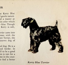 Kerry Blue Terrier 1939 Dog Breed Art Ole Larsen Color Plate Print PCBG17 - £23.96 GBP