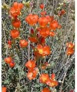 20 Apricot Desert Globemallow Mallow Sphaeralcea Ambigua Flower   - $17.00