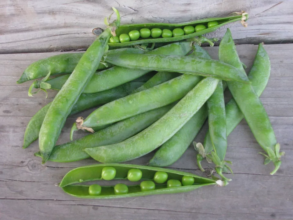 10 Pea Seeds Green Arrow Garden High Yielding NON-GMO Heirloom - $4.00