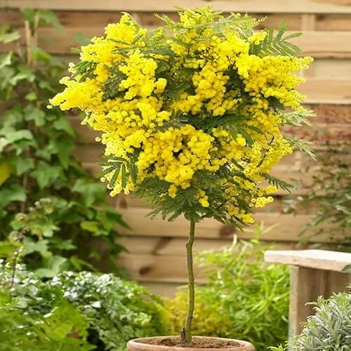 Golden Wattle Tree Mimosa 500 Seed Bulk Pack Fresh Garden - £22.39 GBP