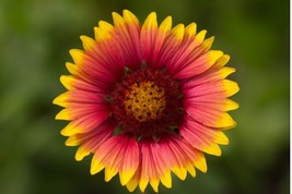 100 Indian Blanket Flower Seeds Perennial Native WildflowerrareFrom US  - $8.35