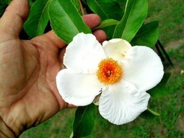 20 Franklin Tree Seeds Franklinia Alatamaha Fresh Seeds Gardening USA - $13.40