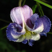 Clematis Crispa Curly Swamp Leatherflower Blue Jasmine 5 Seeds - $24.56