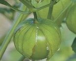 50  Tomatillo Seeds Grande Rio Verde Non Gmo Heirloom Fast Shipping - $8.99