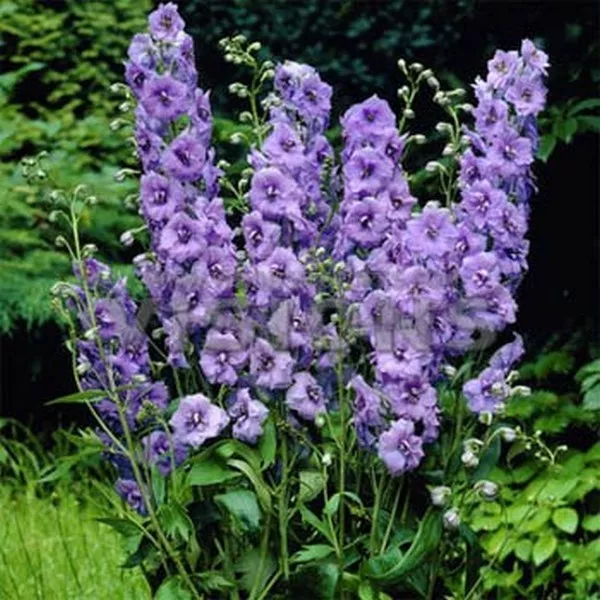 Delphinium Consolida Lilac Spire 50 Seeds Fresh Garden - £5.17 GBP