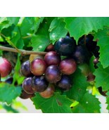 2 Muscadine Grape Vines Live Plants Fruit Rotundifolia Fox Bullace Bulle... - $1,106.56 MXN