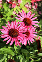 65 Echinacea Rudbeckia Purpurea Purple Coneflower Seeds~Ny Botanical Garden Club - £5.14 GBP