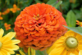 VP Orange King Zinnia Elegans Flower 250 Seeds - £3.77 GBP