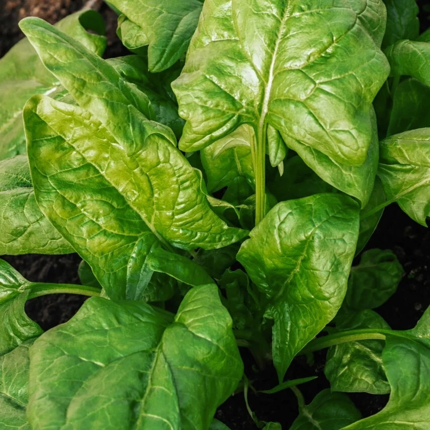 Spinach Seeds - Giant Noble - 250+ seeds - - $3.89