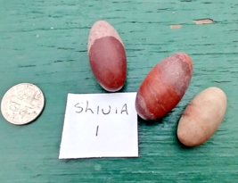 Narmada River Shiva Lingam Natural Stone Approx Pack of 3 Positive Energy 1 inch - £5.62 GBP