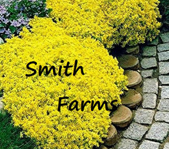 200 Aubrieta Yellow Rock Cress Flower Seeds Plants Beautiful Garden Fresh USA Ga - $12.49