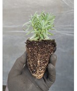 Lavandula French Lavender Grosso Live Starter Plant - $4.98