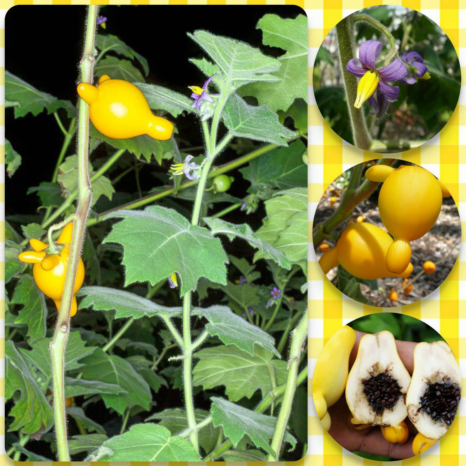 Nipple Fruit Seeds ~ Cow&#39;s Udder ~ Titty Fruit ~ Apple of Sodom (Solanum... - $3.95