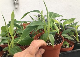 1 Dwarf Puerto Rican Plantain Live Plant Cooking Plantain - $39.99