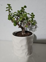 THJAR Portulacaria Afra Variegata Elephant Bush Starter Bonsai Live Plan... - $1,144.01 MXN