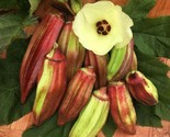 50 Texas Hill Country Red Okra Seeds Heirloom Non Gmo Fresh Fast Shipping - £7.20 GBP